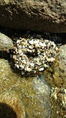 Anthopleura elegantissima