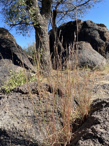 Schizachyrium sanguineum