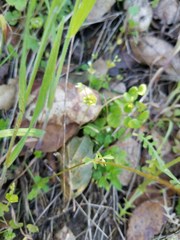 Lithophragma cymbalaria