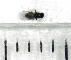 Siphunculina breviseta