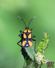 Oncopeltus spectabilis