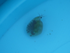 Simocephalus vetulus