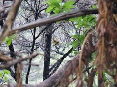 Emberiza citrinella caliginosa