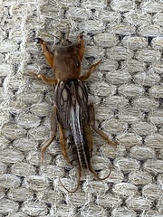 Neocurtilla