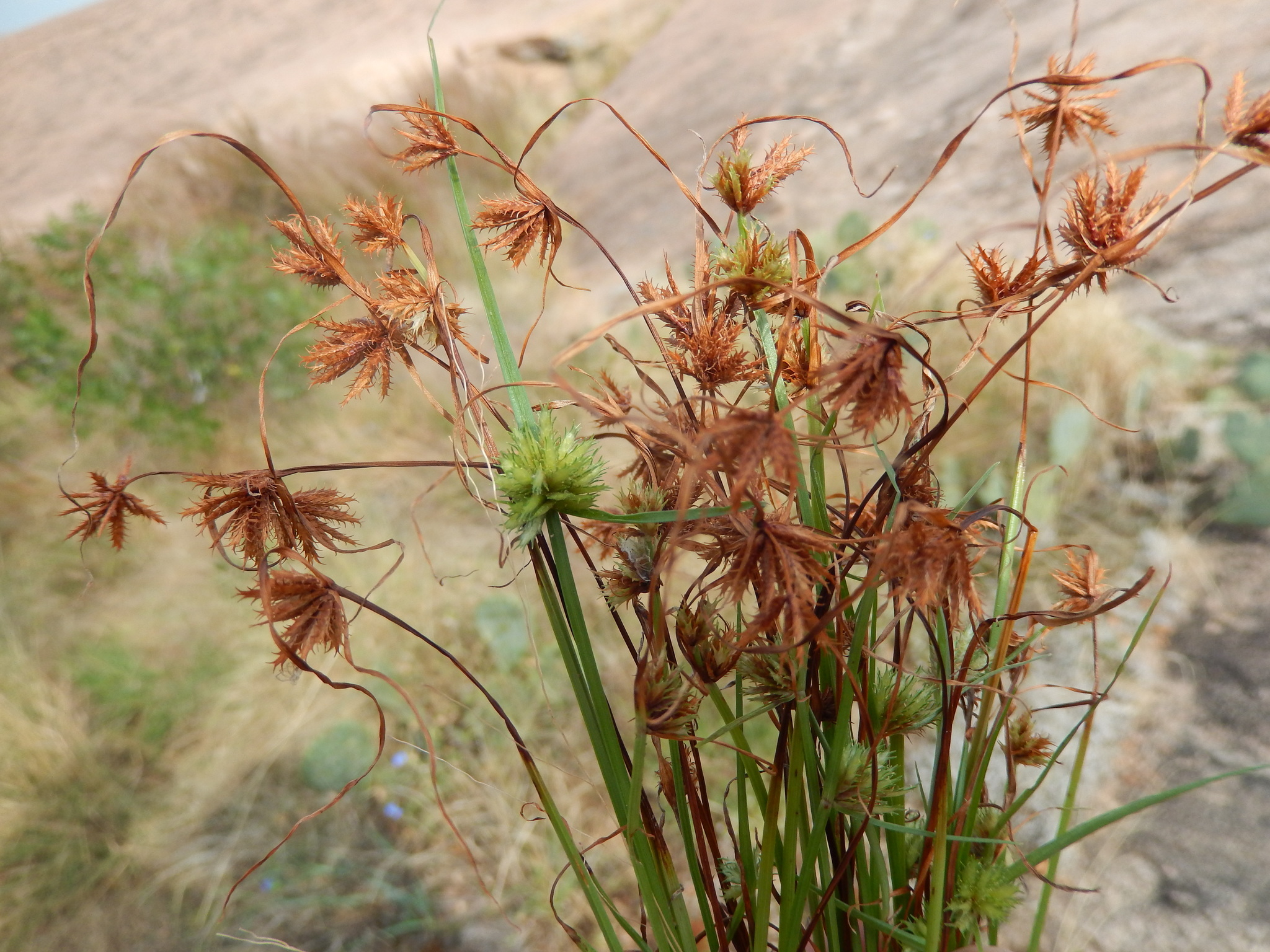 Cyperus granitophilus