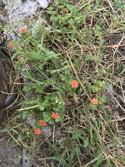 Lysimachia arvensis