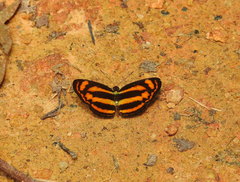 Lasippa heliodore dorelia