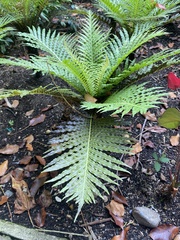 Blechnum gibbum