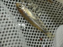 Leucaspius delineatus