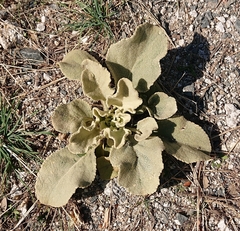 Verbascum rotundifolium