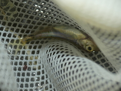 Leucaspius delineatus