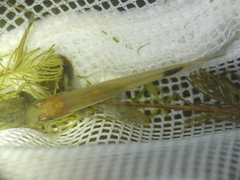 Leucaspius delineatus