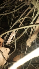 Rieppeleon kerstenii