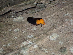Leptataspis nigriscutellata
