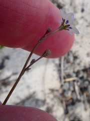 Wahlenbergia androsacea
