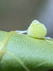 Caryomyia conoidea