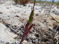 Wahlenbergia androsacea