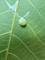 Caryomyia conoidea