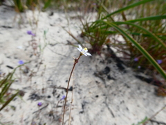 Wahlenbergia androsacea