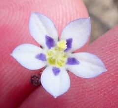 Wahlenbergia androsacea