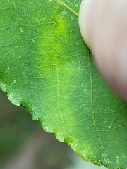 Caryomyia conoidea