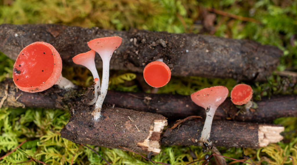 Sarcoscypha sp. 'occidentalis-IN03'