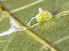 Caryomyia conoidea