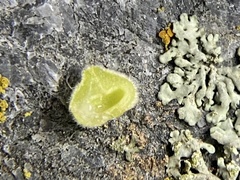 Caryomyia conoidea