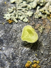 Caryomyia conoidea