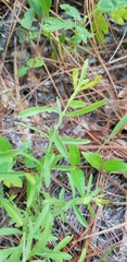 Eupatorium linearifolium