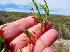 Hermannia linifolia