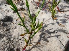 Hermannia linifolia