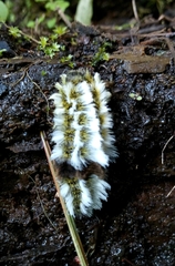 Megalopyge defoliata
