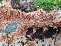 Steccherinum robustius