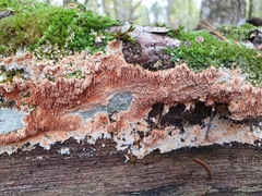 Steccherinum robustius