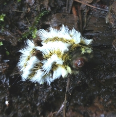 Megalopyge defoliata