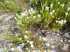 Dischisma ciliatum ciliatum