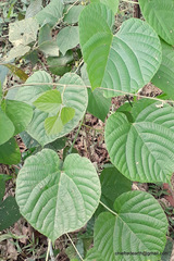 Magnoliopsida