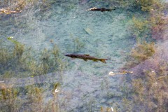 Luciobarbus graellsii