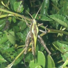 Xyleus discoideus discoideus