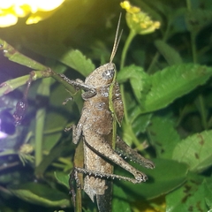 Xyleus discoideus discoideus