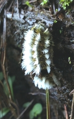 Megalopyge defoliata