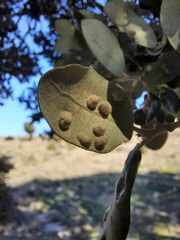 Dryomyia lichtensteinii
