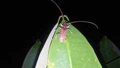 Acalolepta rusticatrix