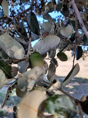 Dryomyia lichtensteinii