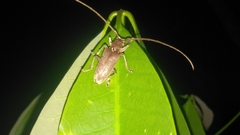 Acalolepta rusticatrix