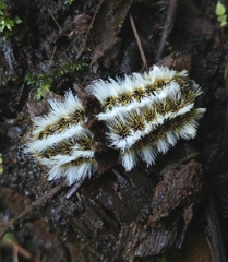 Megalopyge defoliata