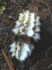 Megalopyge defoliata