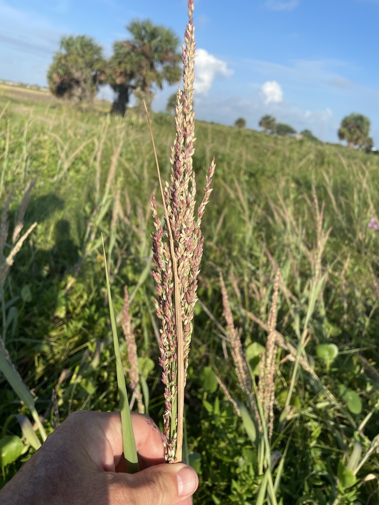 Bitter Panicgrass