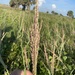 Panicum amarum - Photo (c) emrys_fergus, μερικά δικαιώματα διατηρούνται (CC BY-NC), uploaded by emrys_fergus